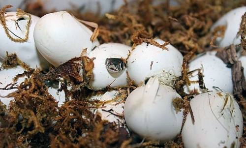 Обыкновенный уж Обыкновенный уж