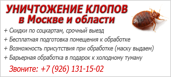 Профилактика появления постельных клопов в квартире Профилактика появления постельных клопов в квартире