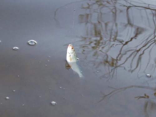 С поплавком на весеннем водохранилище С поплавком на весеннем водохранилище