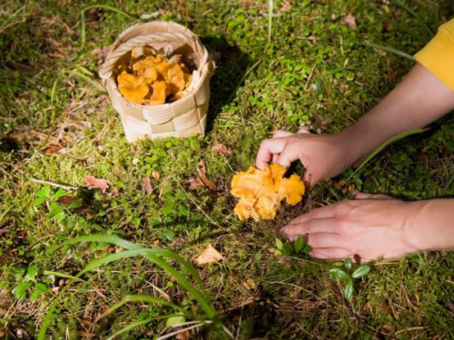 Курчавый спарассис Курчавый спарассис