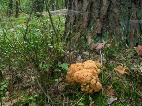 Курчавый спарассис Курчавый спарассис