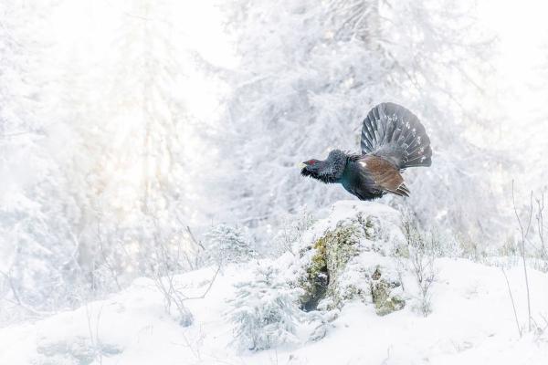 Конкурс GDT Nature Photographer. Лучший фотограф природы 2025 года Конкурс GDT Nature Photographer. Лучший фотограф природы 2025 года