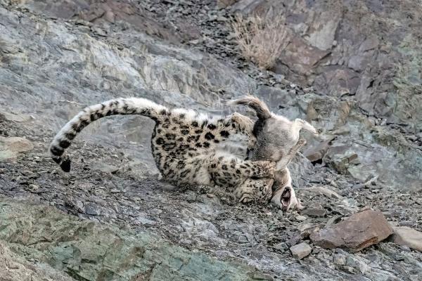 Конкурс GDT Nature Photographer. Лучший фотограф природы 2025 года Конкурс GDT Nature Photographer. Лучший фотограф природы 2025 года