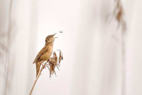 Конкурс GDT Nature Photographer. Лучший фотограф природы 2025 года Конкурс GDT Nature Photographer. Лучший фотограф природы 2025 года