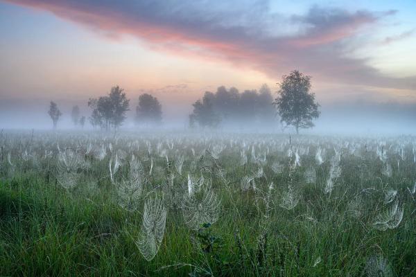 Конкурс GDT Nature Photographer. Лучший фотограф природы 2025 года Конкурс GDT Nature Photographer. Лучший фотограф природы 2025 года
