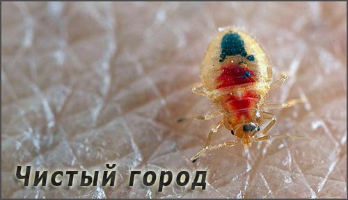 Компании по уничтожению клопов «Чистый Город» и отзывы об их работе Компании по уничтожению клопов «Чистый Город» и отзывы об их работе