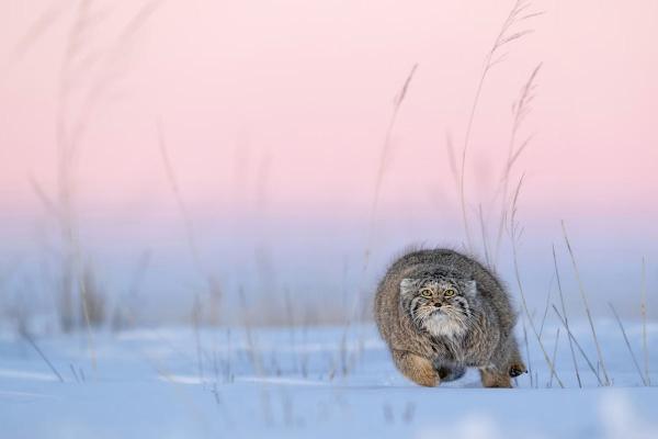 Конкурс GDT Nature Photographer. Лучший фотограф природы 2025 года Конкурс GDT Nature Photographer. Лучший фотограф природы 2025 года