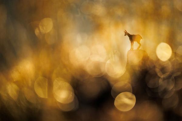 Конкурс GDT Nature Photographer. Лучший фотограф природы 2025 года Конкурс GDT Nature Photographer. Лучший фотограф природы 2025 года