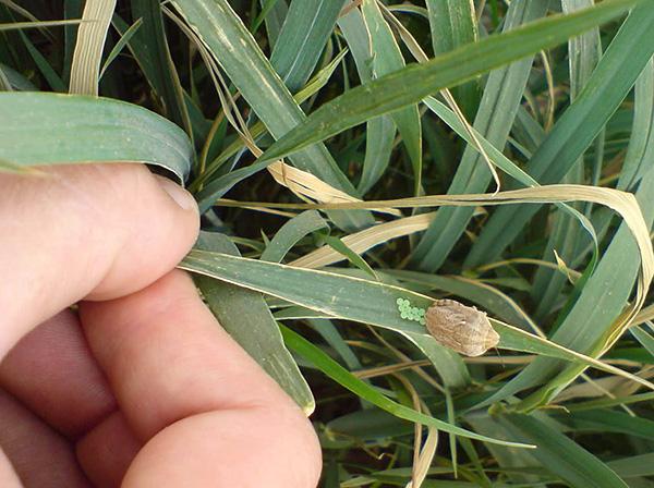 Клоп вредная черепашка (Eurygaster integriceps) Клоп вредная черепашка (Eurygaster integriceps)