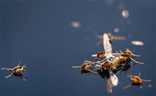 Подробности жизни клопов водомерок Подробности жизни клопов водомерок