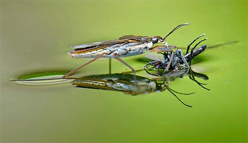 Подробности жизни клопов водомерок Подробности жизни клопов водомерок