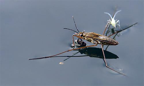 Подробности жизни клопов водомерок Подробности жизни клопов водомерок