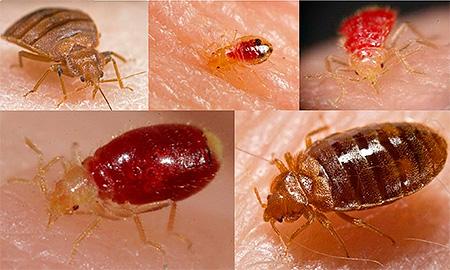 Фотографии укусов постельных клопов Фотографии укусов постельных клопов
