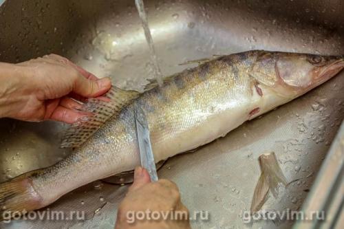 Жареный судак с луком и лисичками