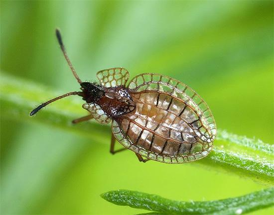 Подробно о садовых клопах Подробно о садовых клопах