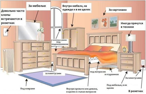 Уничтожение клопов в квартире и полезные советы от экспертов Уничтожение клопов в квартире и полезные советы от экспертов