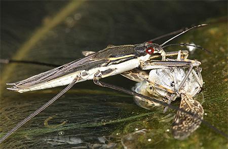Подробности жизни клопов водомерок Подробности жизни клопов водомерок