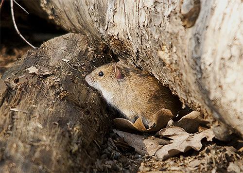Способны ли клопы кусать домашних животных (кошек, собак, куриц)? Способны ли клопы кусать домашних животных (кошек, собак, куриц)?