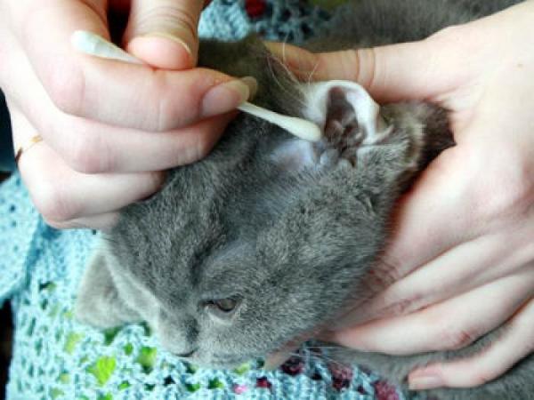 Лечение ушного клеща у кошек в домашних условиях Лечение ушного клеща у кошек в домашних условиях