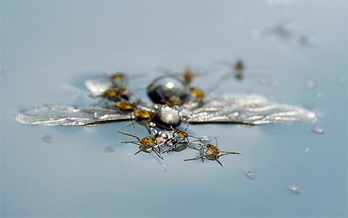 Подробности жизни клопов водомерок Подробности жизни клопов водомерок