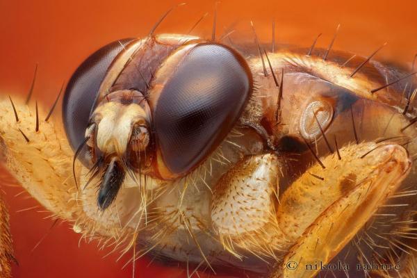 Чем опасны лосиные клещи и как защититься от них