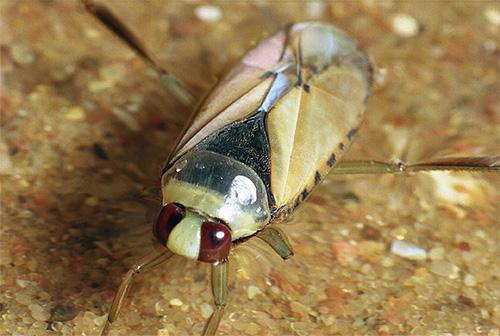 Про водяного клопа гладыша и гигантскую белостому Про водяного клопа гладыша и гигантскую белостому