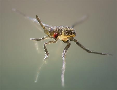 Подробности жизни клопов водомерок Подробности жизни клопов водомерок