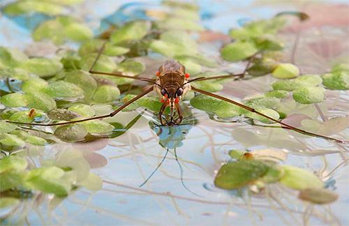 Подробности жизни клопов водомерок Подробности жизни клопов водомерок