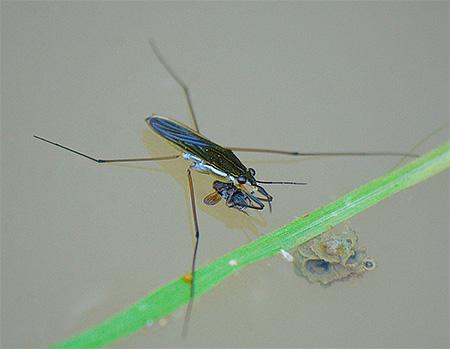 Подробности жизни клопов водомерок Подробности жизни клопов водомерок