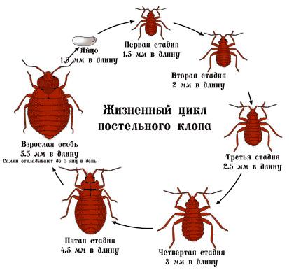 Как выглядят личинки постельного клопа Как выглядят личинки постельного клопа