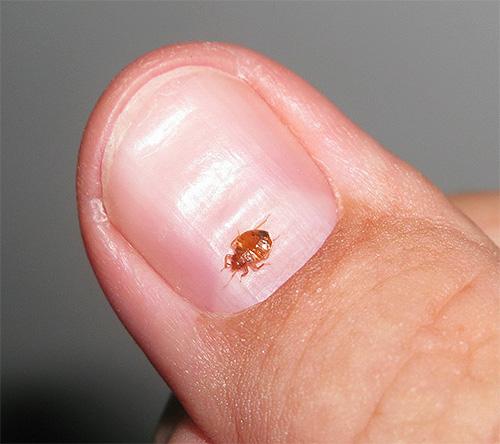 Чем клопы могут быть опасны для человека