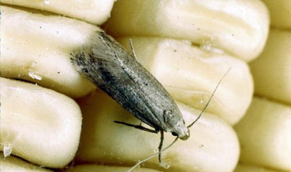 Как выглядит моль: фото и описания жизненного цикла Как выглядит моль: фото и описания жизненного цикла