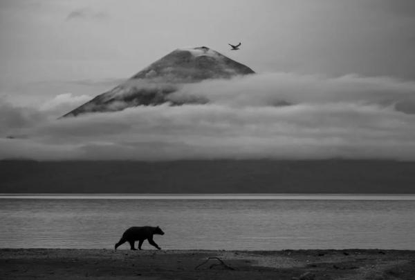 Лучшие снимки в конкурса Wildlife Photographer of the Year 2025 Лучшие снимки в конкурса Wildlife Photographer of the Year 2025