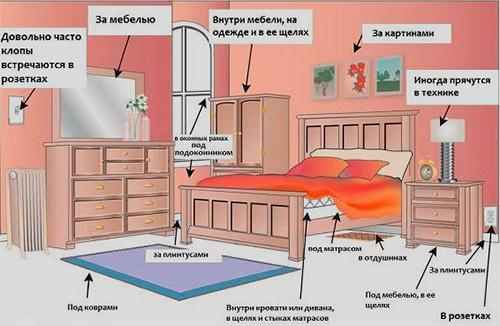 Признаки появления клопов в квартире Признаки появления клопов в квартире