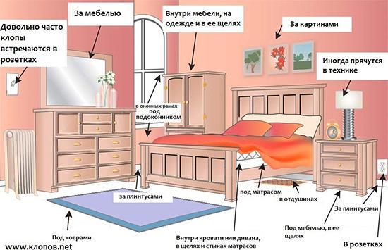 От чего в доме заводятся постельные клопы и что делать в такой ситуации