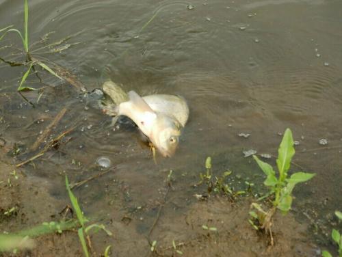 Ловля леща в остывающей воде Ловля леща в остывающей воде