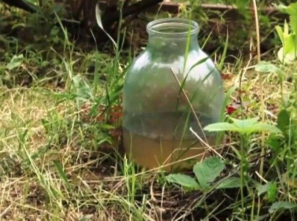 Избавляемся от садовых муравьев Избавляемся от садовых муравьев