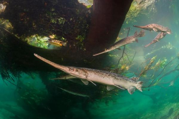 Лучшие снимки в конкурса Wildlife Photographer of the Year 2025 Лучшие снимки в конкурса Wildlife Photographer of the Year 2025