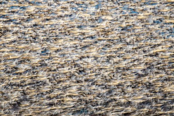 Конкурс Audubon Photography Awards 2025 Конкурс Audubon Photography Awards 2025