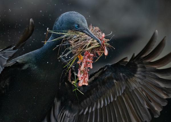 Конкурс Audubon Photography Awards 2025 Конкурс Audubon Photography Awards 2025