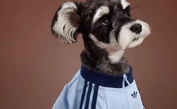 
											
							adidas выпустил осеннюю коллекцию для питомцев &mdash; пока только в Китае						
									