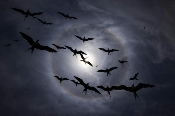 Конкурс Audubon Photography Awards 2025 Конкурс Audubon Photography Awards 2025
