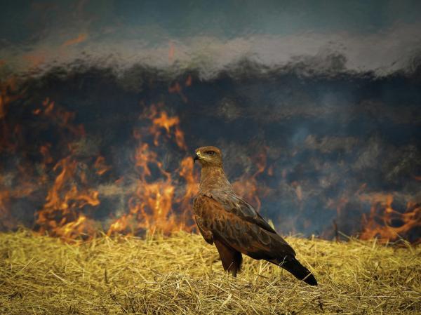 Конкурс Audubon Photography Awards 2025 Конкурс Audubon Photography Awards 2025