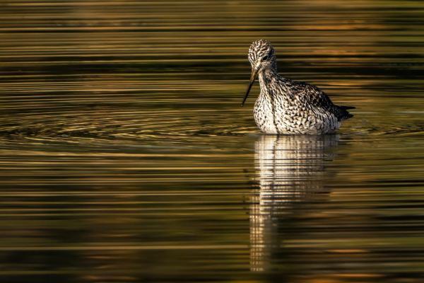 Конкурс Audubon Photography Awards 2025 Конкурс Audubon Photography Awards 2025