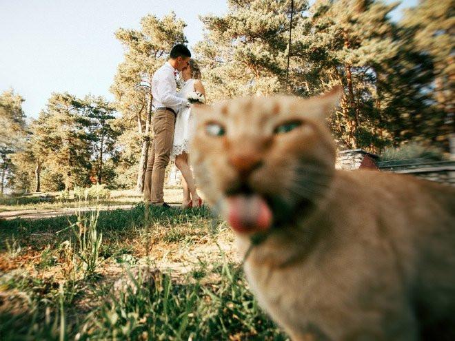 Свадебные фотобомбы: когда идеальные кадры идут не по плану (19 фото) Свадебные фотобомбы: когда идеальные кадры идут не по плану (19 фото)