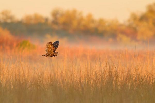 Конкурс Audubon Photography Awards 2025 Конкурс Audubon Photography Awards 2025
