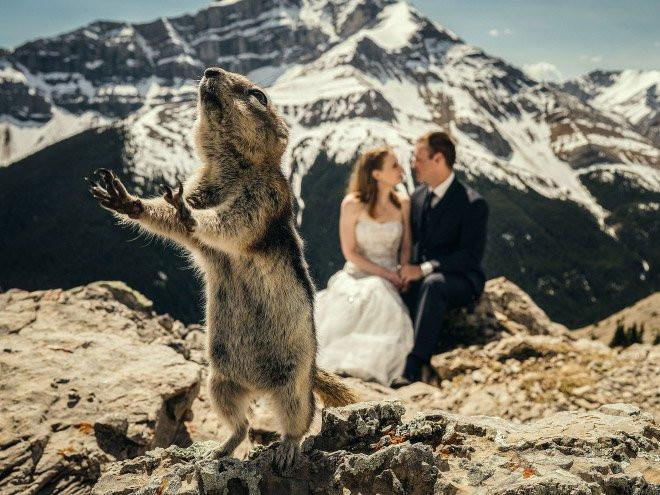 Свадебные фотобомбы: когда идеальные кадры идут не по плану (19 фото) Свадебные фотобомбы: когда идеальные кадры идут не по плану (19 фото)