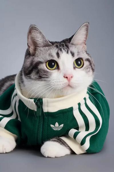 
											
							adidas выпустил осеннюю коллекцию для питомцев &mdash; пока только в Китае						
									