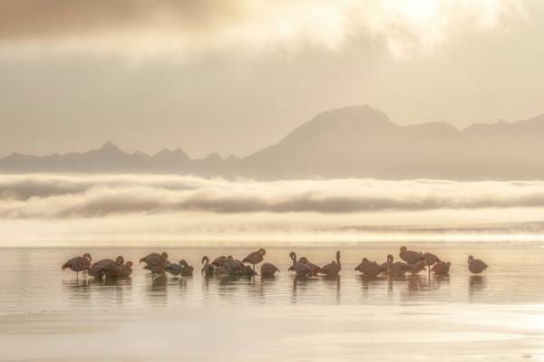 Конкурс Audubon Photography Awards 2025 Конкурс Audubon Photography Awards 2025