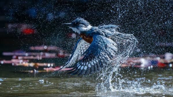 Конкурс Audubon Photography Awards 2025 Конкурс Audubon Photography Awards 2025